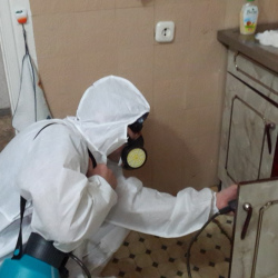 Дезинфекция от муравьев в квартире в Льялово